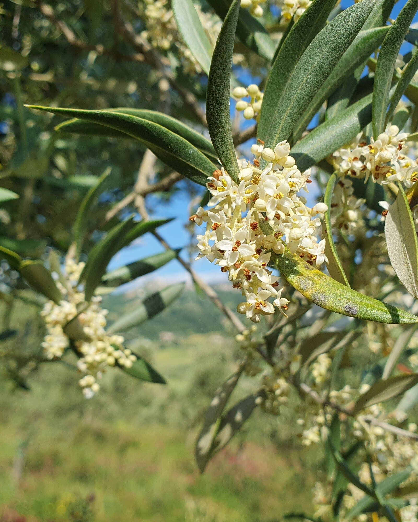 Dettaglio ravvicinato dei fiori di olivo