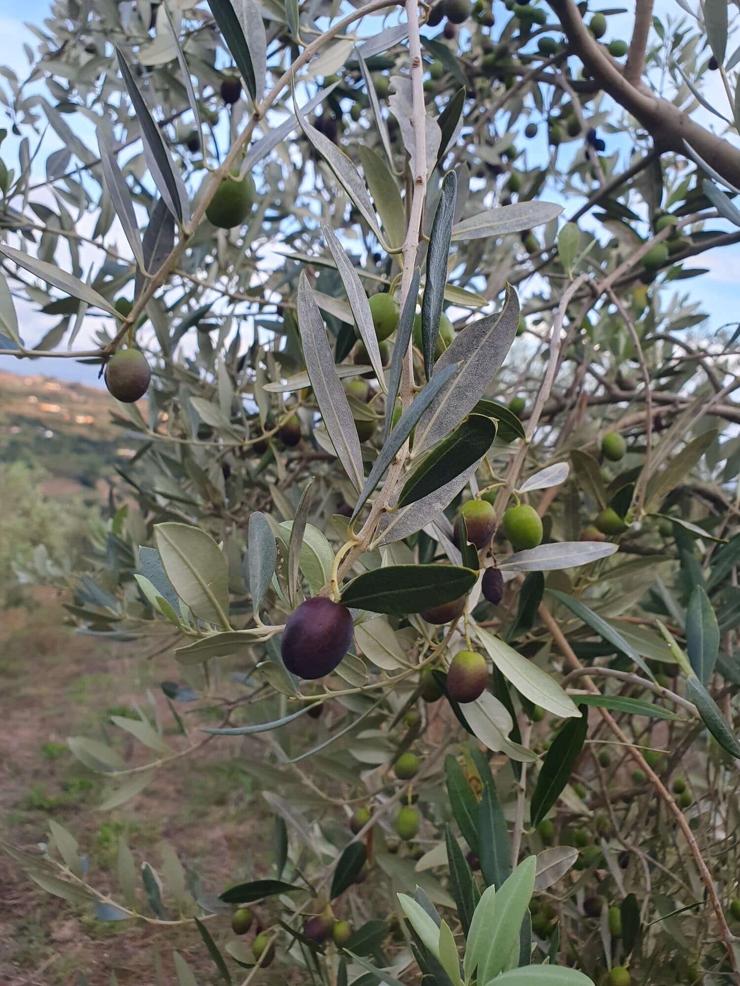 Olive in invaiatura sul ramo nella luce della sera