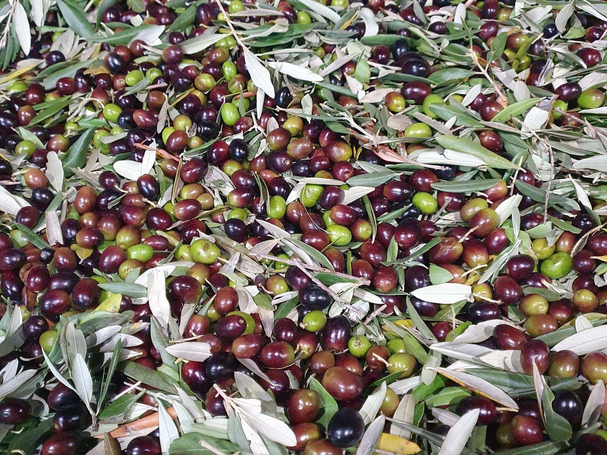 Olive appena raccolte pronte per il frantoio