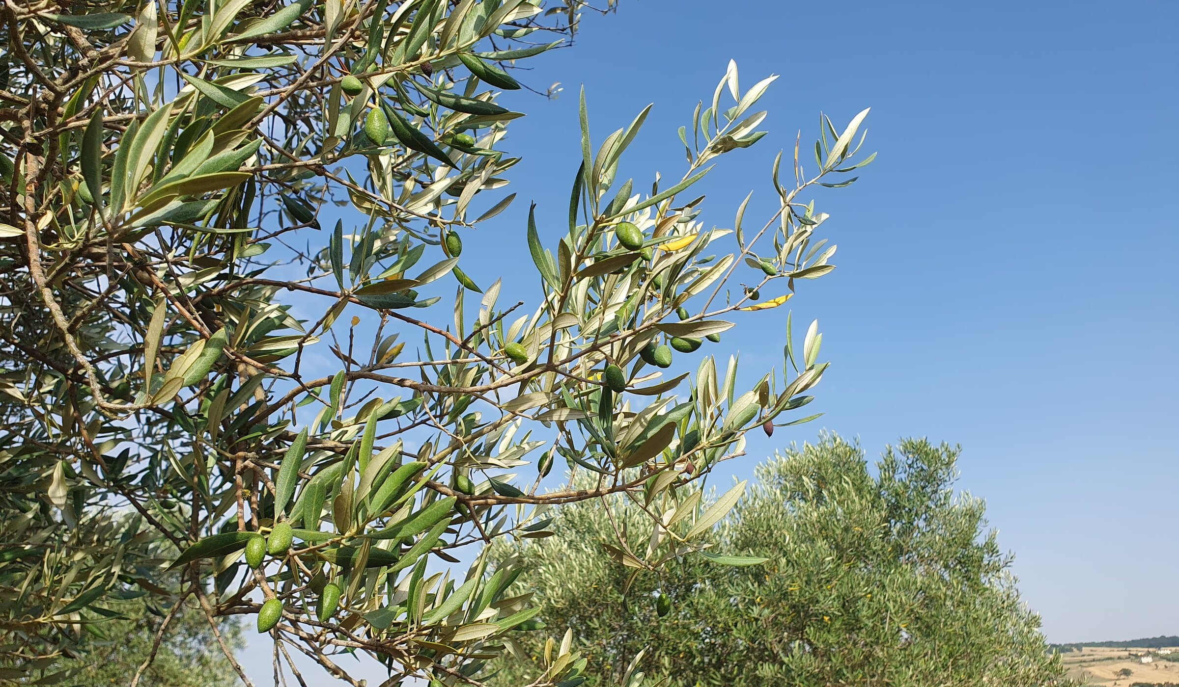 Olive verdi sul ramo con la valle del Sannio sullo sfondo