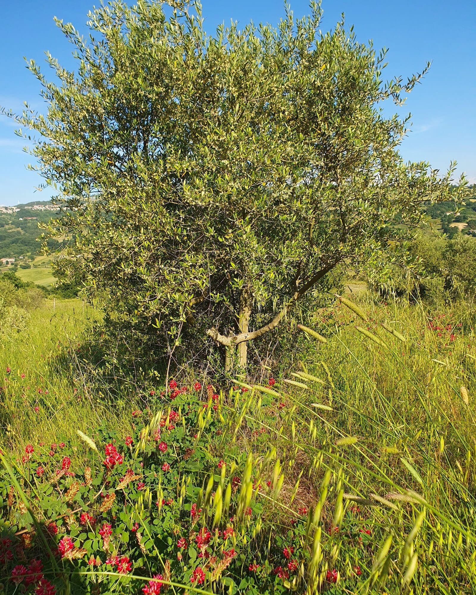 Oliveto biologico: come si coltiva e si protegge