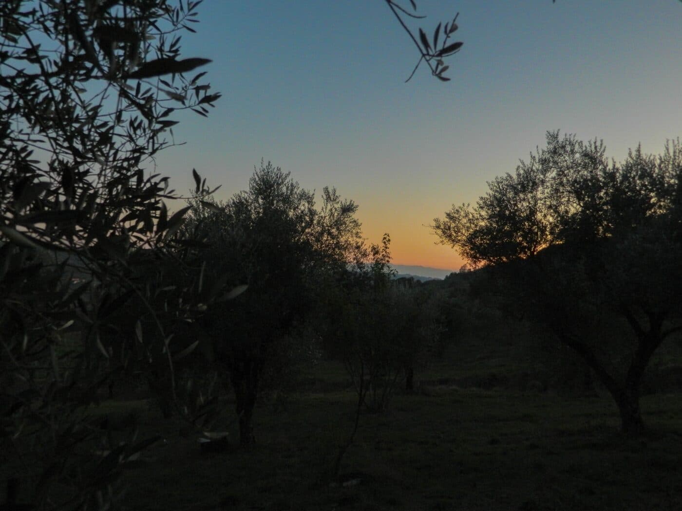 Olivicola Cassetta — foto galleria 2
