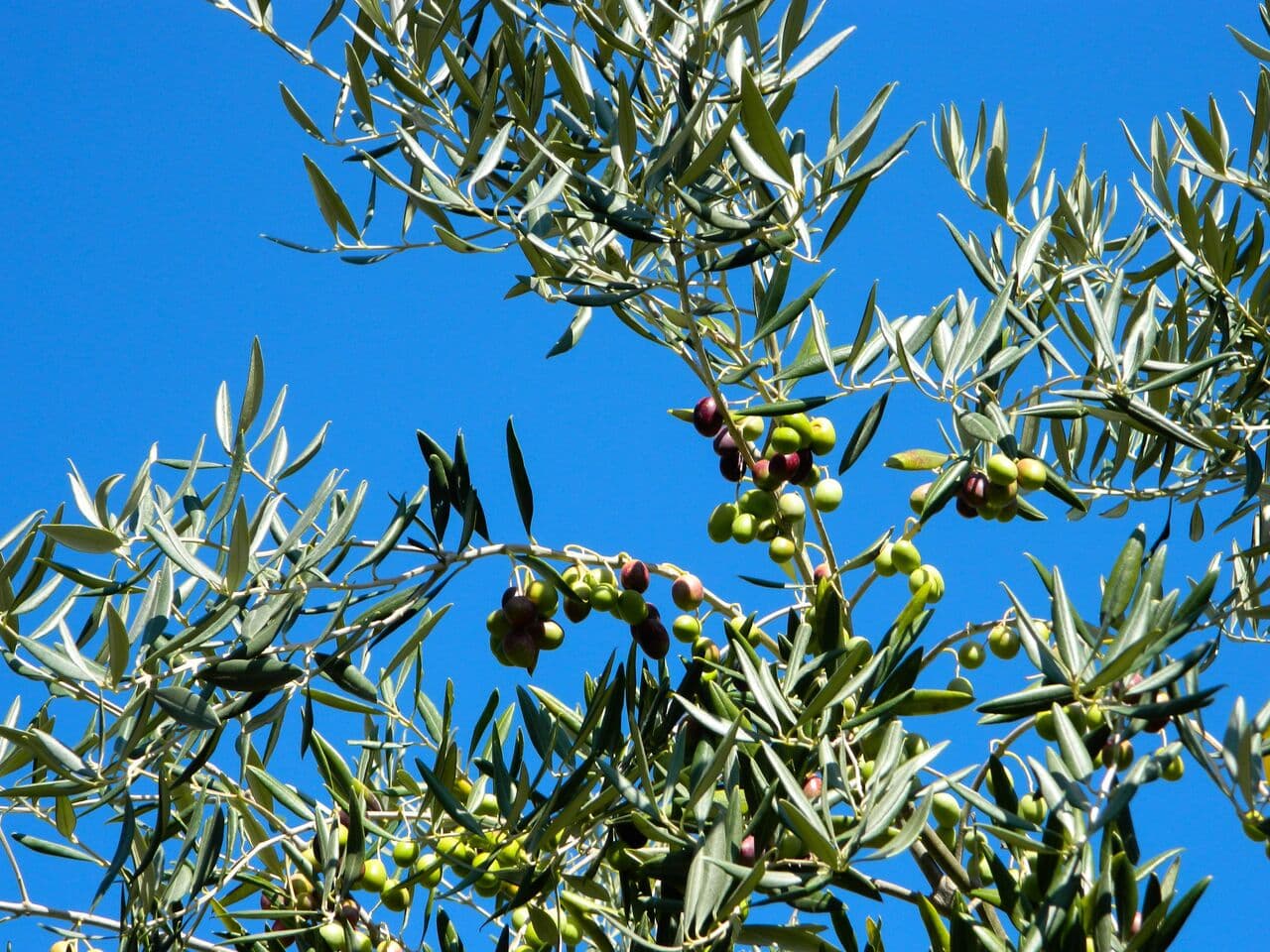 Olivicola Cassetta — foto galleria 20