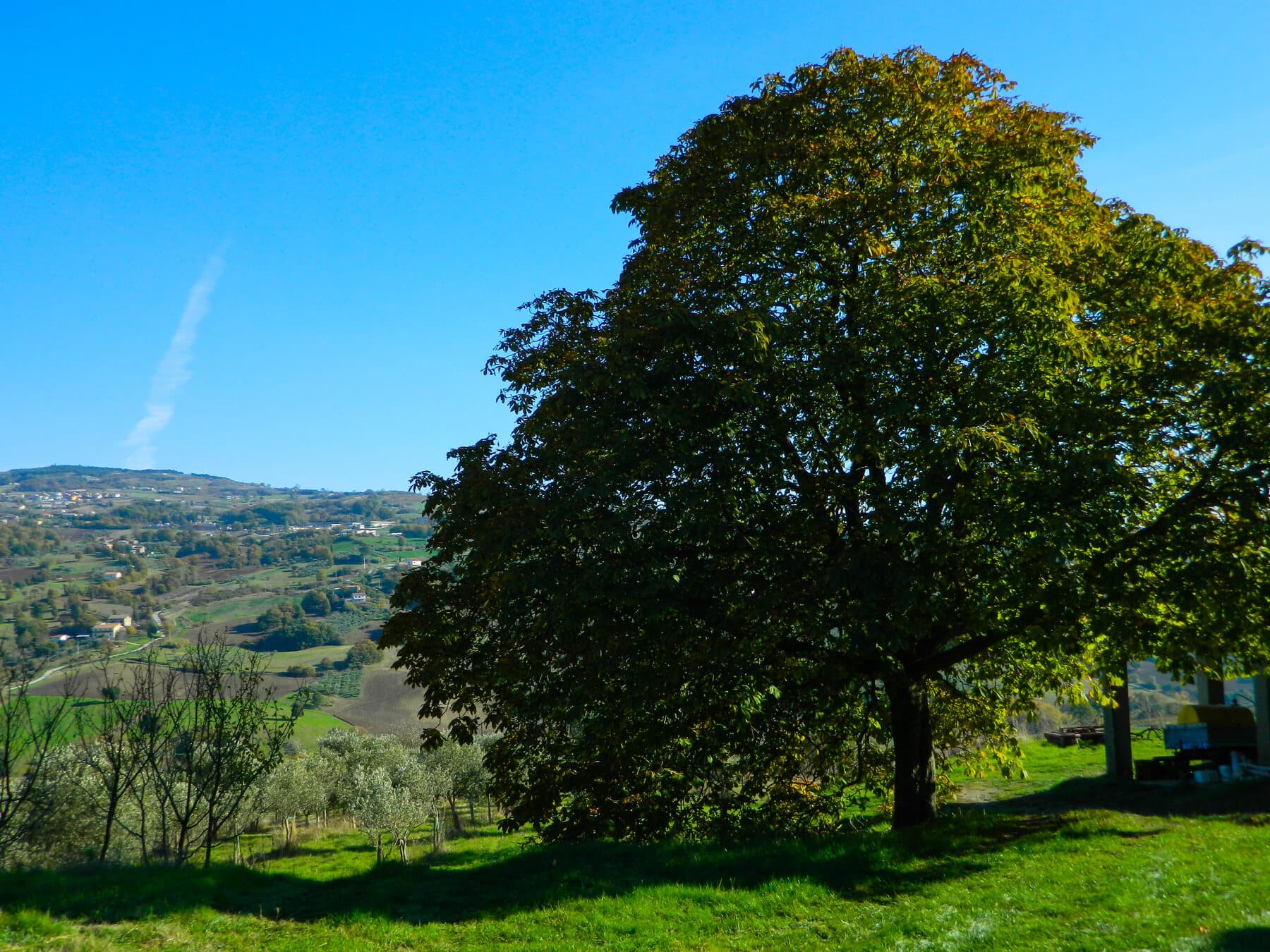Un grande albero al margine dell'oliveto, sopra la valle
