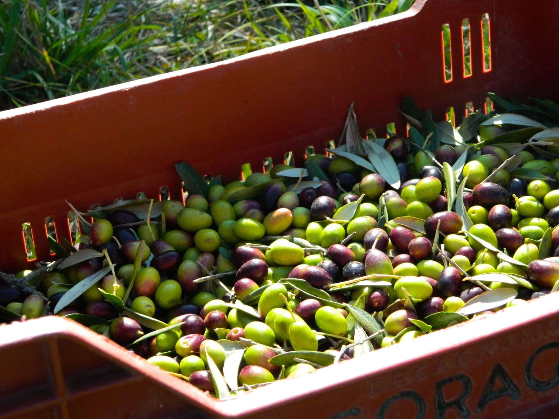 Una cassetta di olive appena raccolte