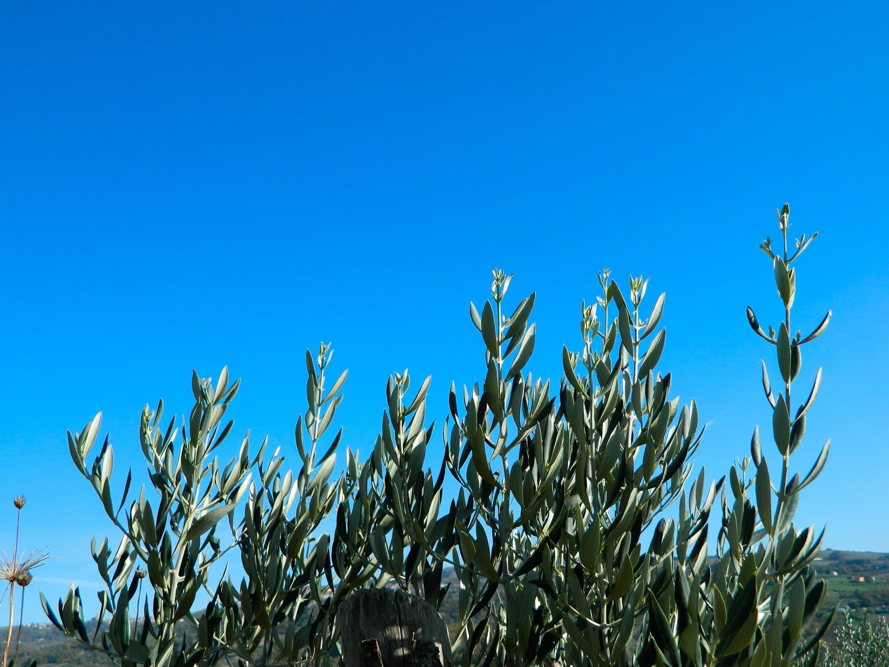 La chioma di un olivo contro il cielo del Sannio