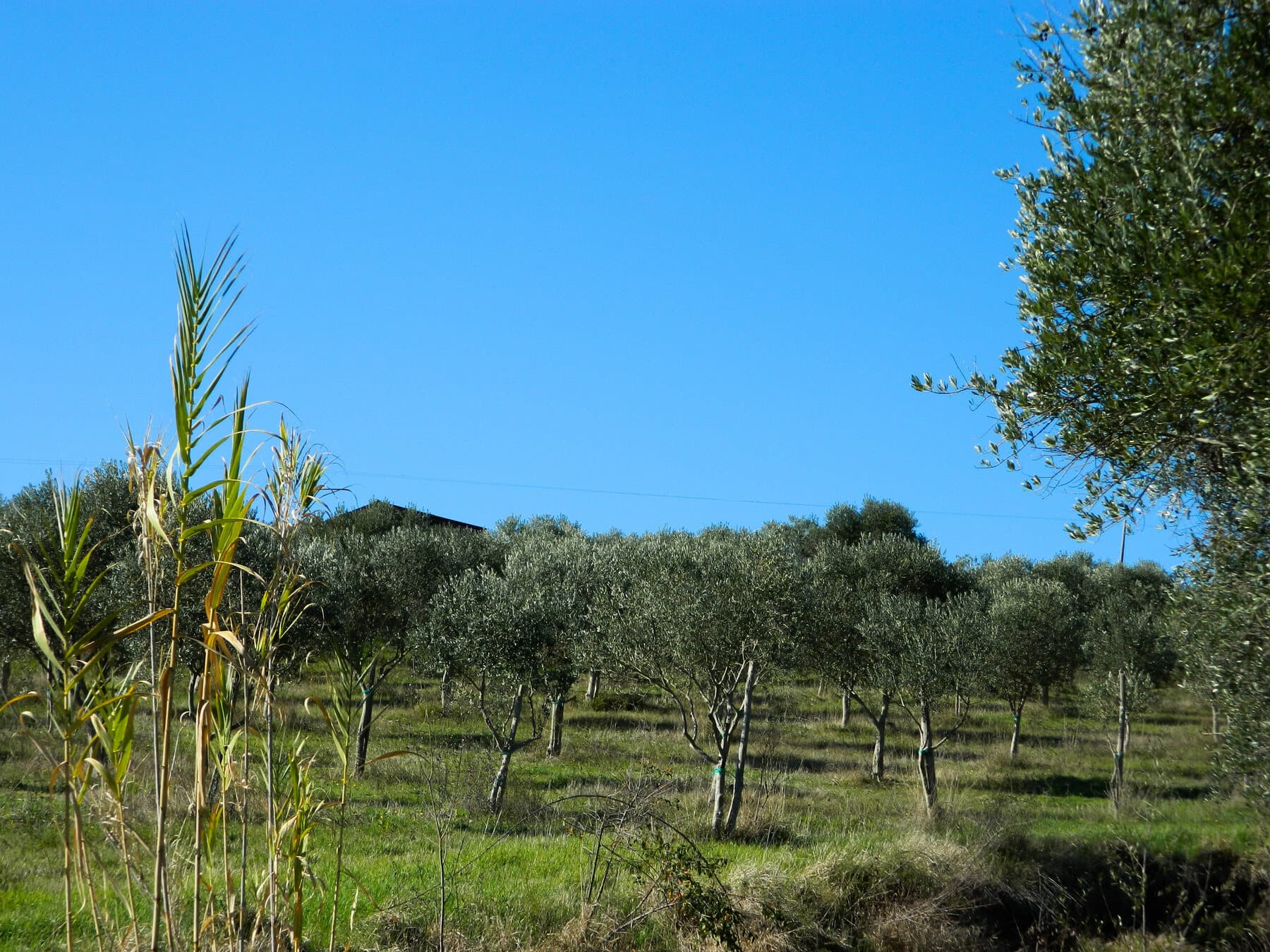 Un filare di olivi giovani nell'oliveto di famiglia
