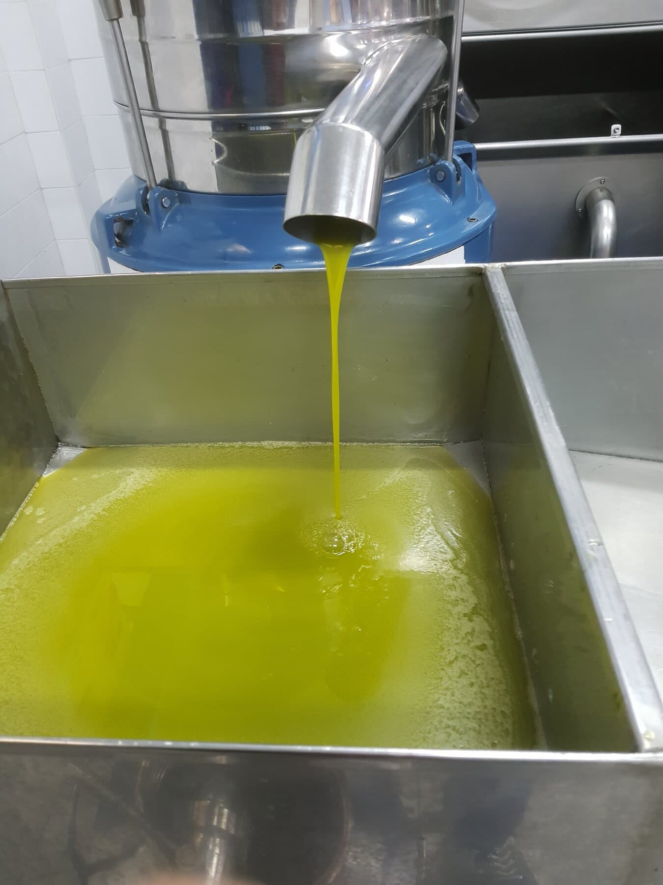 L'olio nuovo che scende nella vasca d'acciaio
