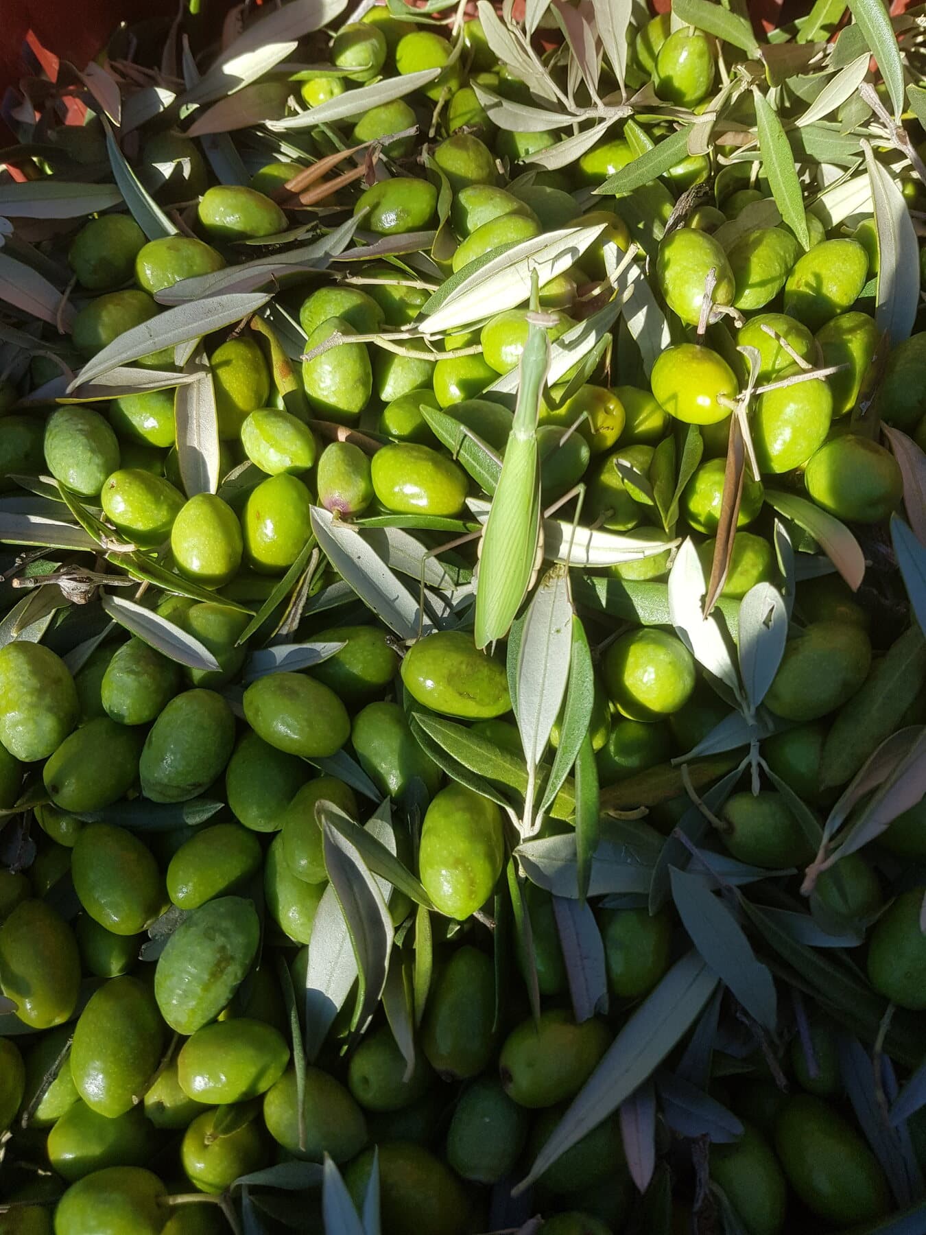 Olive e foglie subito dopo la raccolta