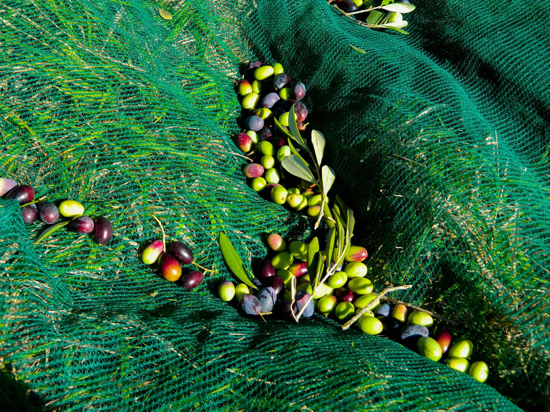 Le olive appena cadute sulla rete stesa sotto l'albero