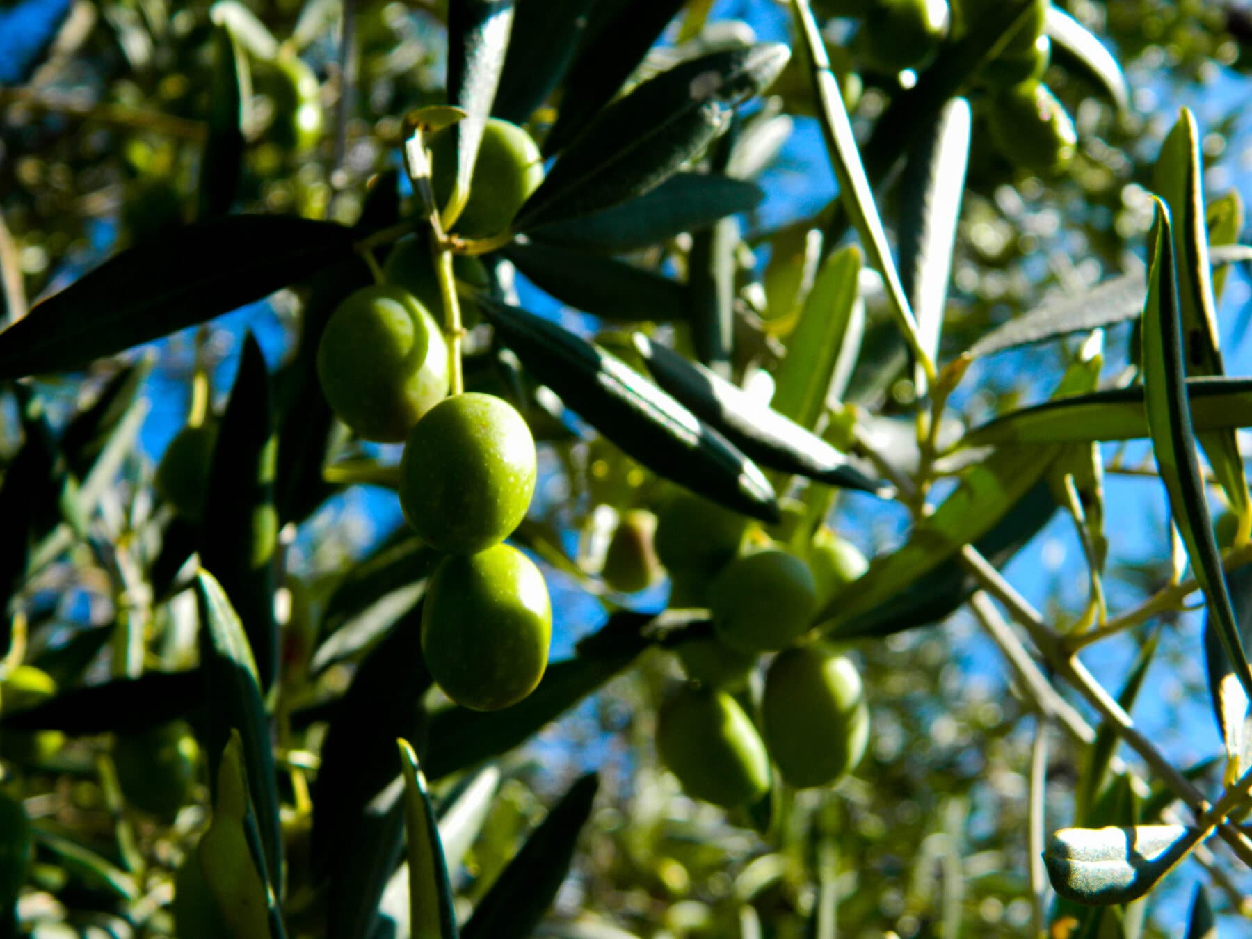 Olive verdi sul ramo poco prima della raccolta