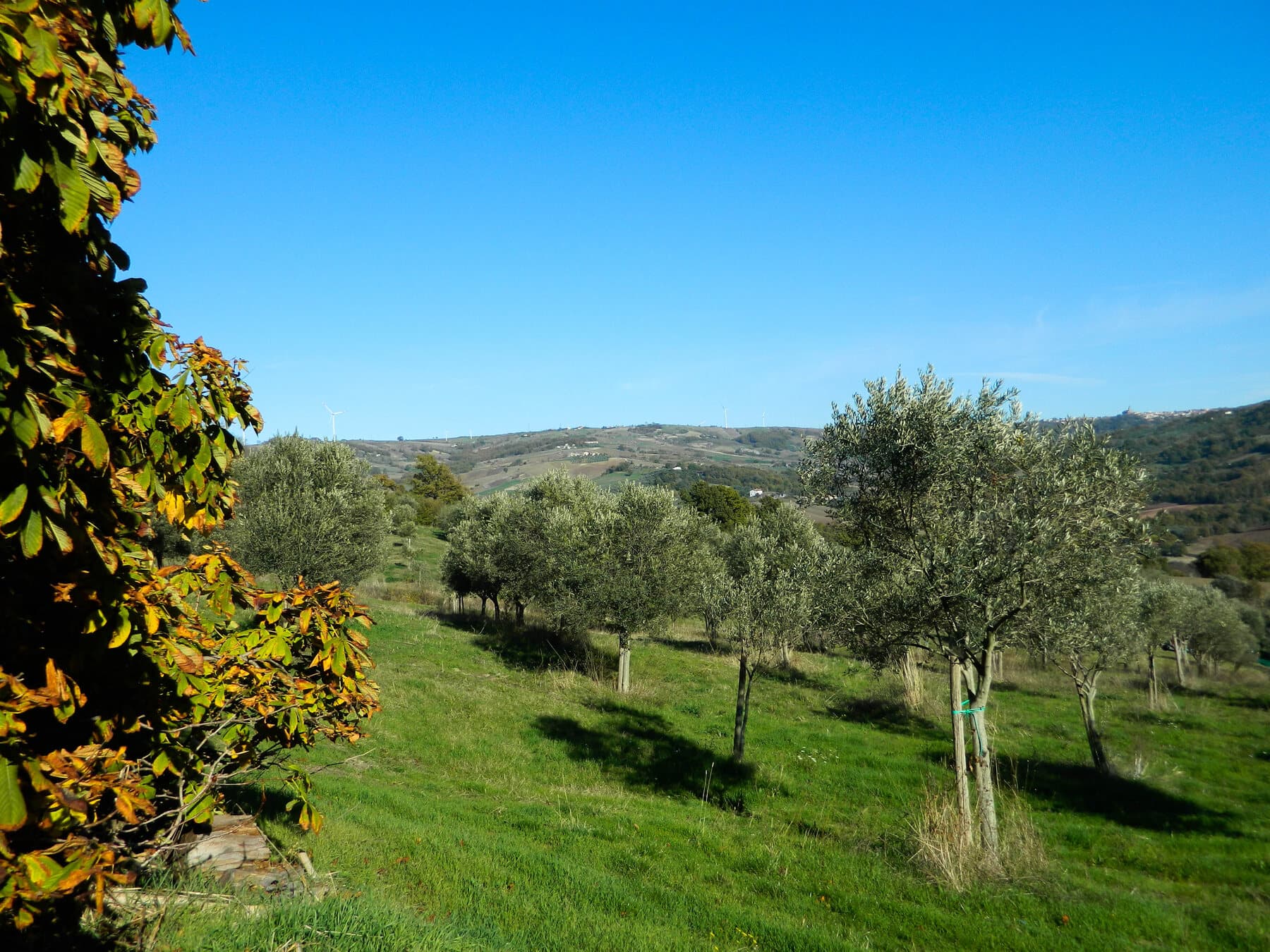 L'oliveto in autunno, con il fogliame acceso in primo piano