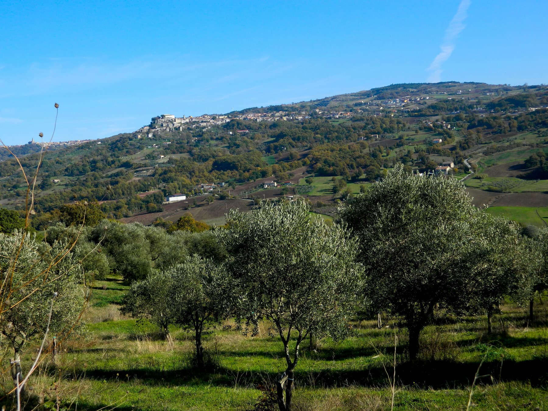 Gli oliveti di Olivicola Cassetta e le colline del Sannio
