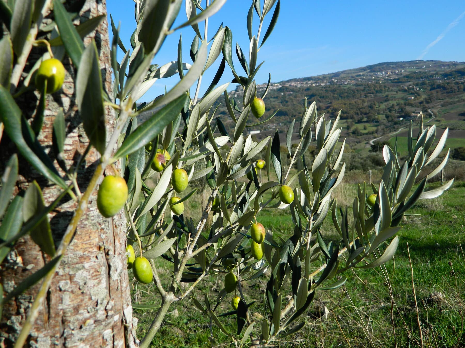 Ramo carico di olive verdi con la valle sullo sfondo