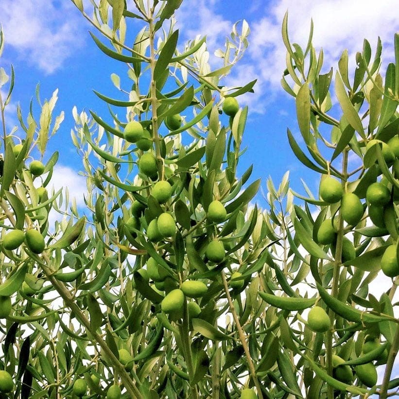 EXTRABIO 2026: Moleo e Ortice nel catalogo degli oli bio campani