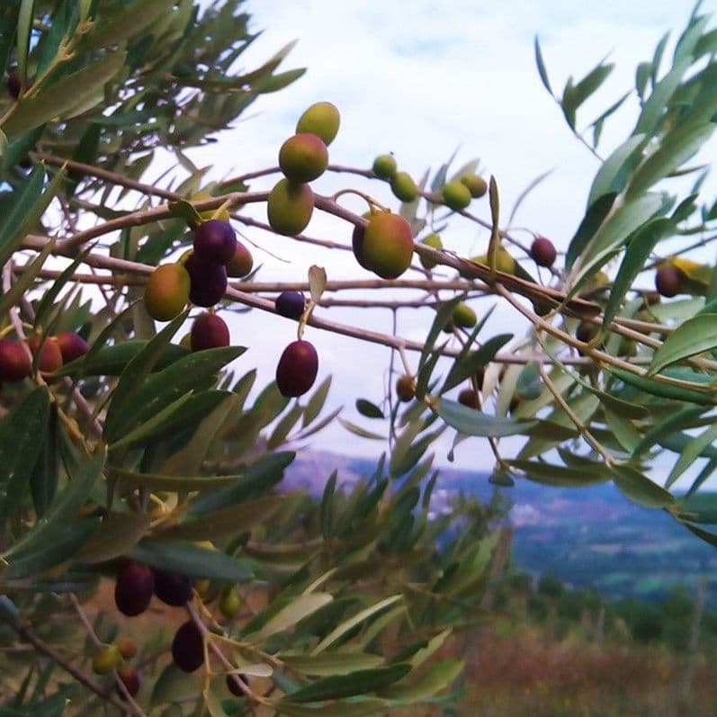 Regalo aziendale di olio extravergine: come sceglierlo bene
