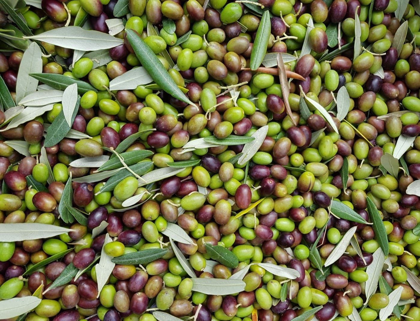 Aceitunas en envero en el árbol, con el color pasando de verde a morado