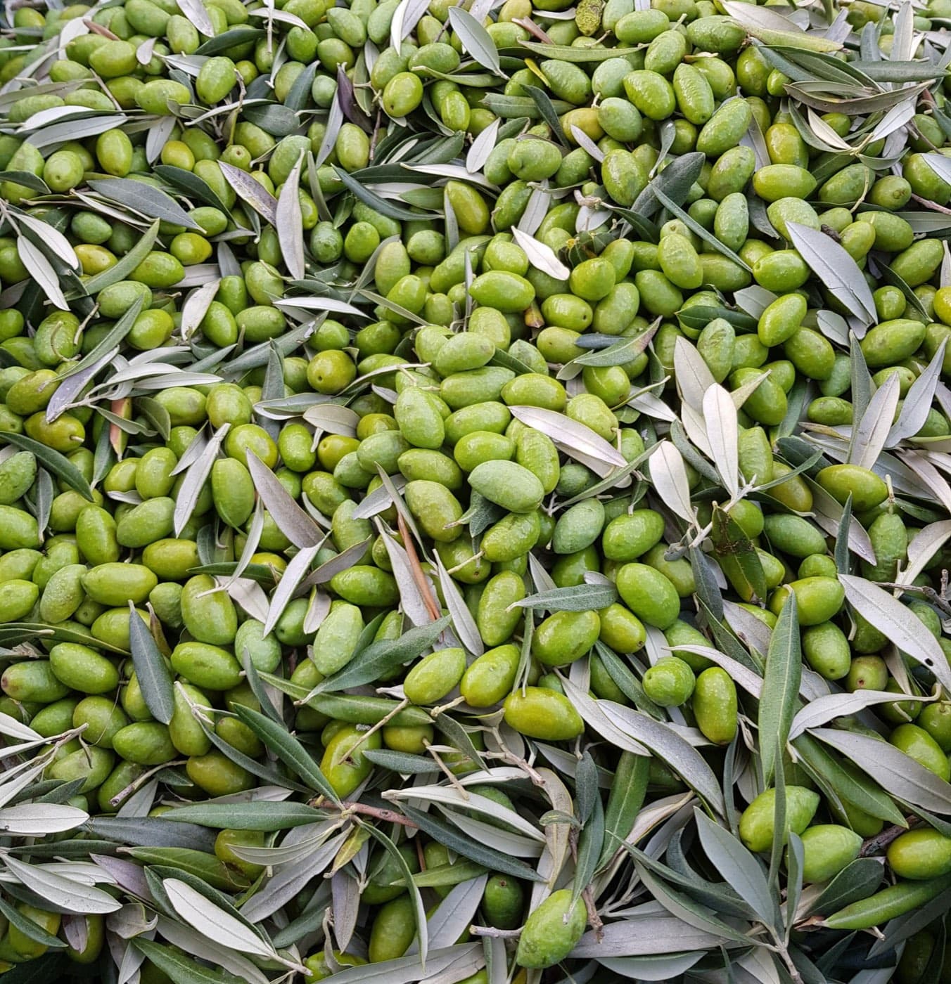 Aceitunas verdes recién recogidas, aún con hojas, listas para la almazara