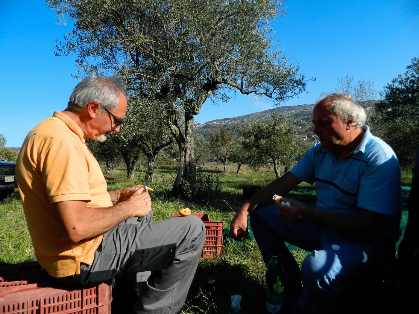 How to recognise a quality extra virgin olive oil
