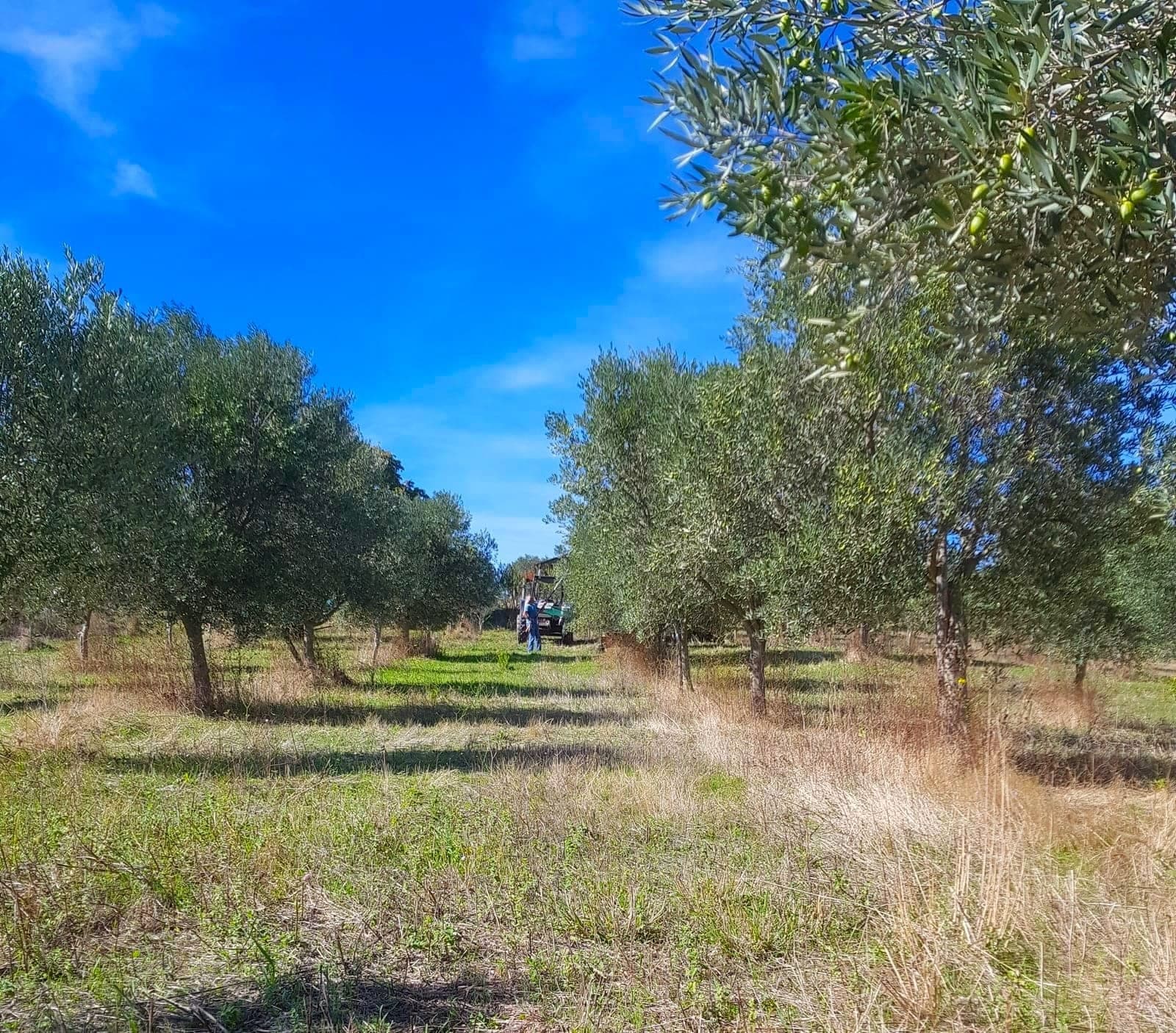 Azienda olivicola dal 1929