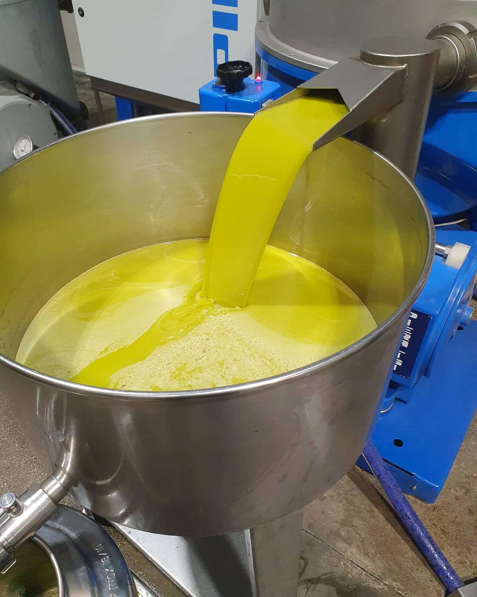 Olio extravergine durante l'estrazione in frantoio