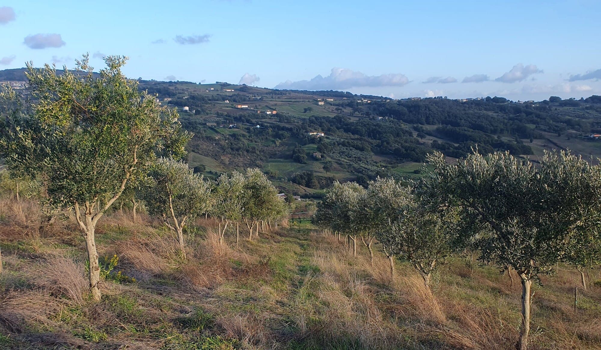 Campania extra virgin olive oil: regions, PDOs, PGI and cultivars