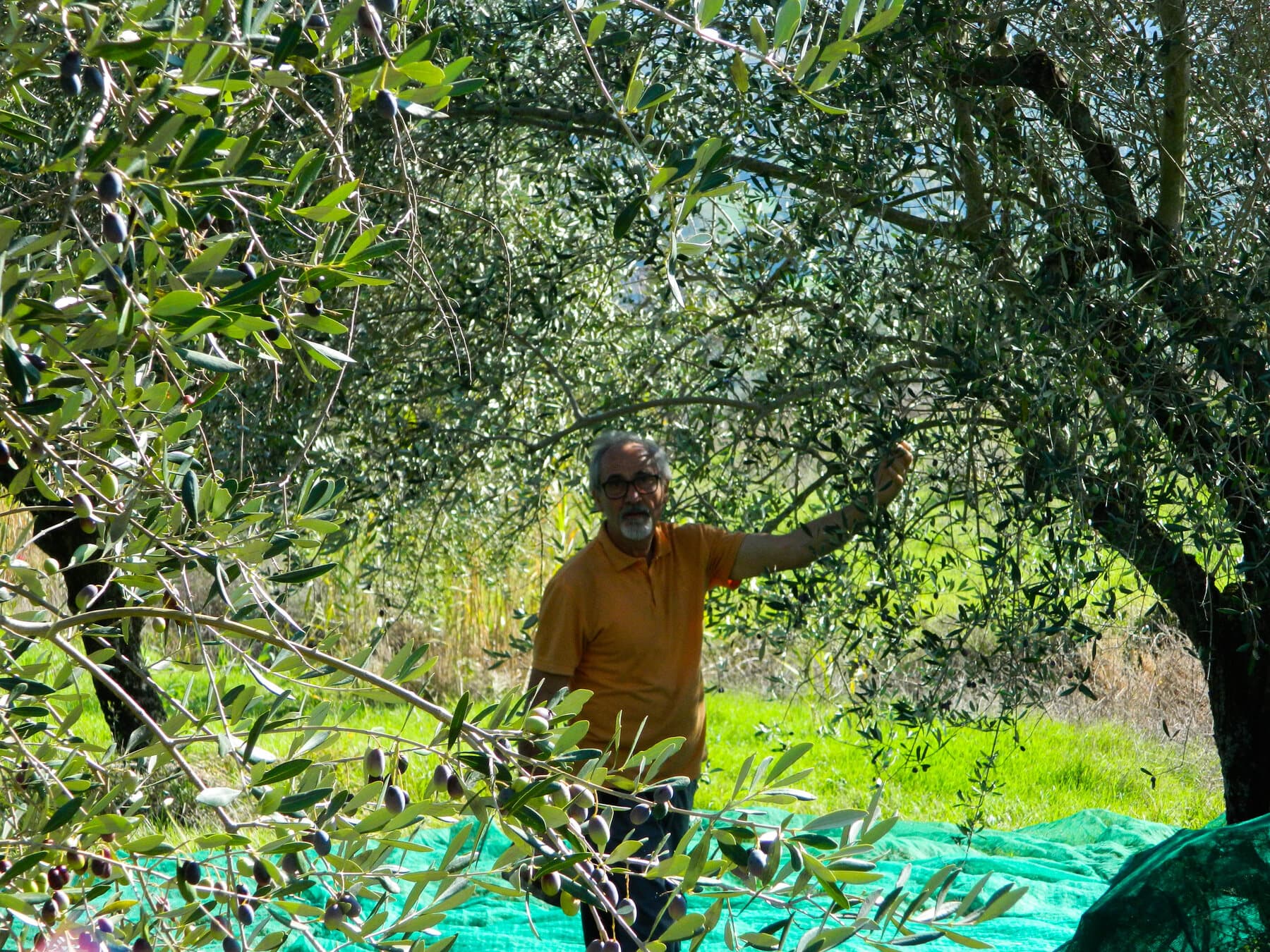 Raccolta manuale delle olive nell'azienda Olivicola Cassetta