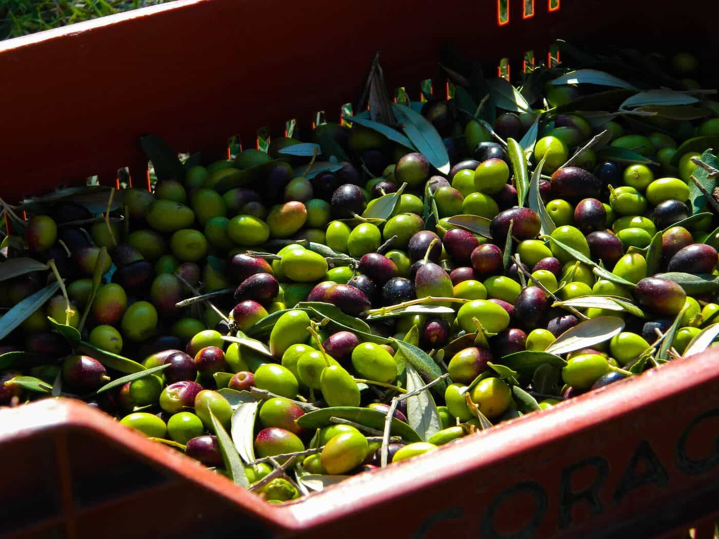 Extra vierge olijfolie, vierge, lamp, geraffineerd, afvallen: hoe olijfolie wordt geclassificeerd