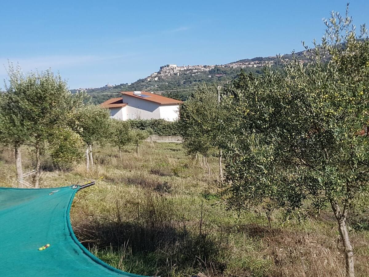 Olio DOP: cosa significa, quando comprarlo (e quando non serve)