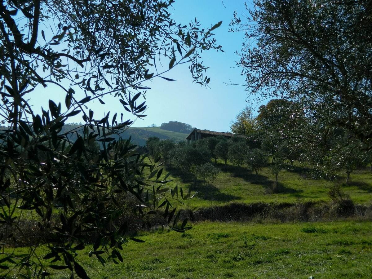 Olio Leccino del Sannio: equilibrio e versatilità a tavola