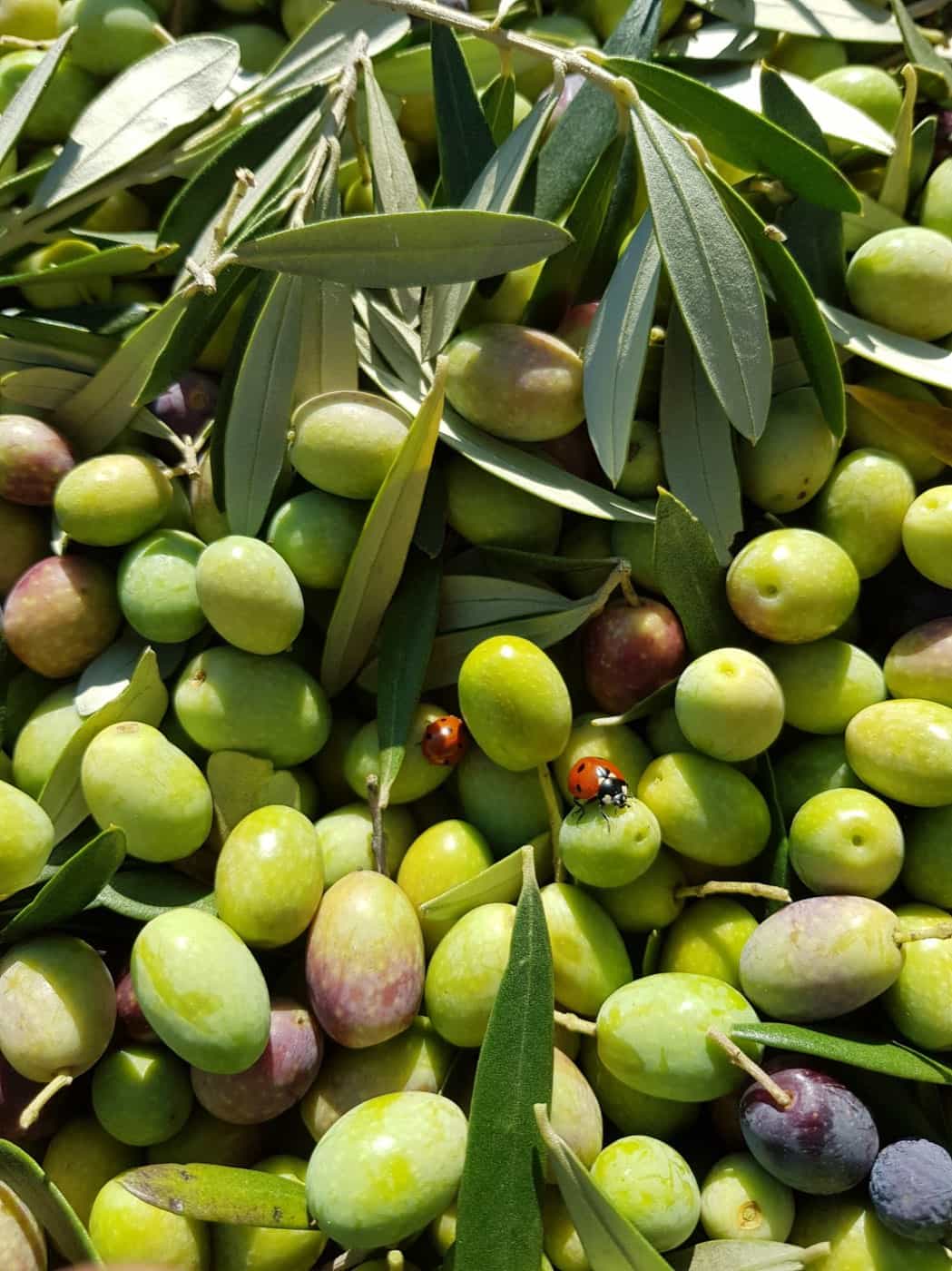 Olio extravergine biologico italiano: come sceglierlo e comprarlo