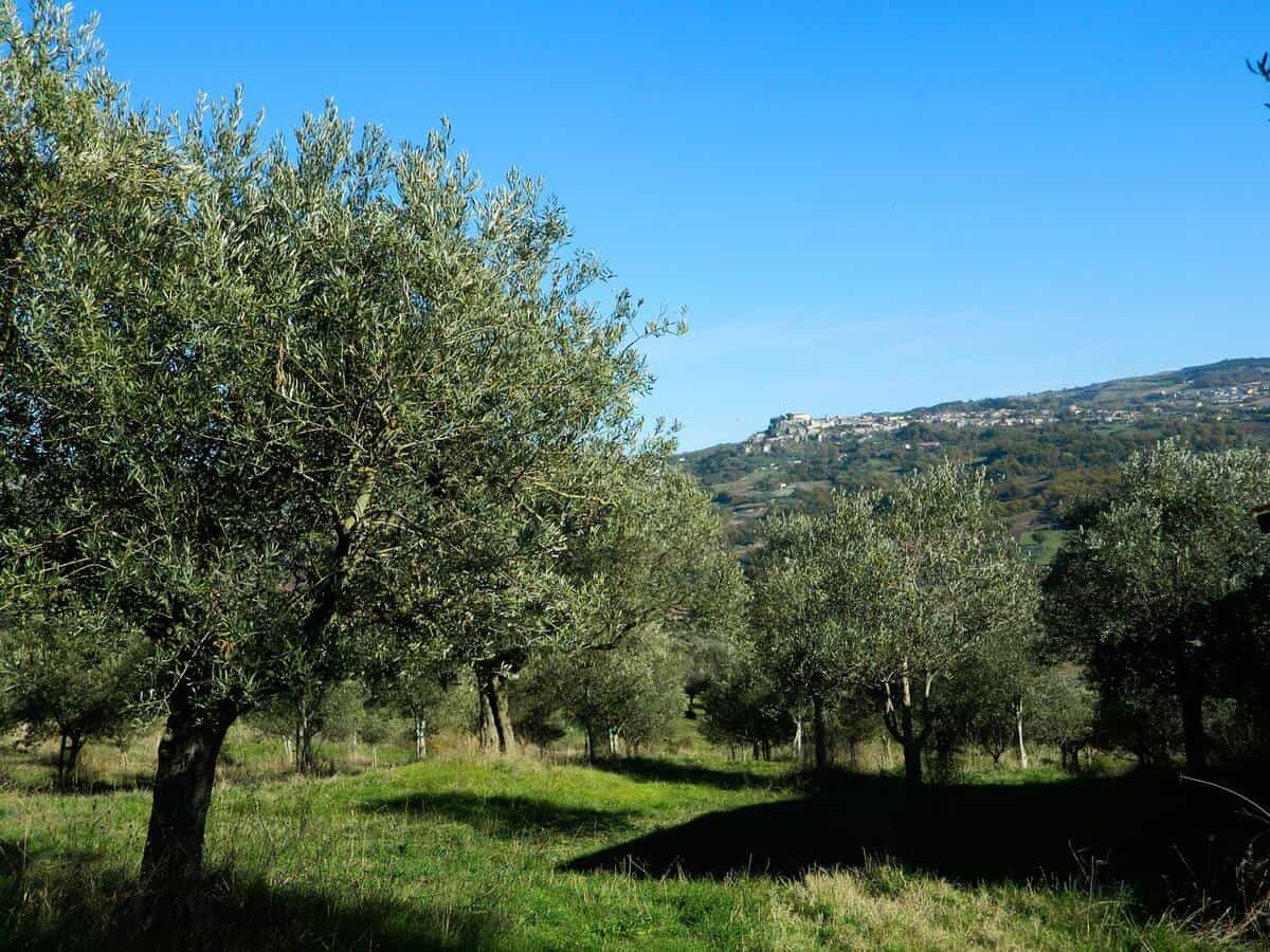Olio extravergine campano: cultivar e qualità del Sannio