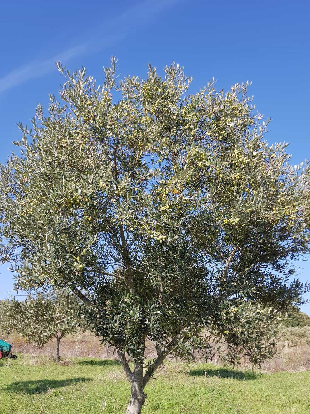Ortice-olijfolie: monovariëtale olie uit Sannio